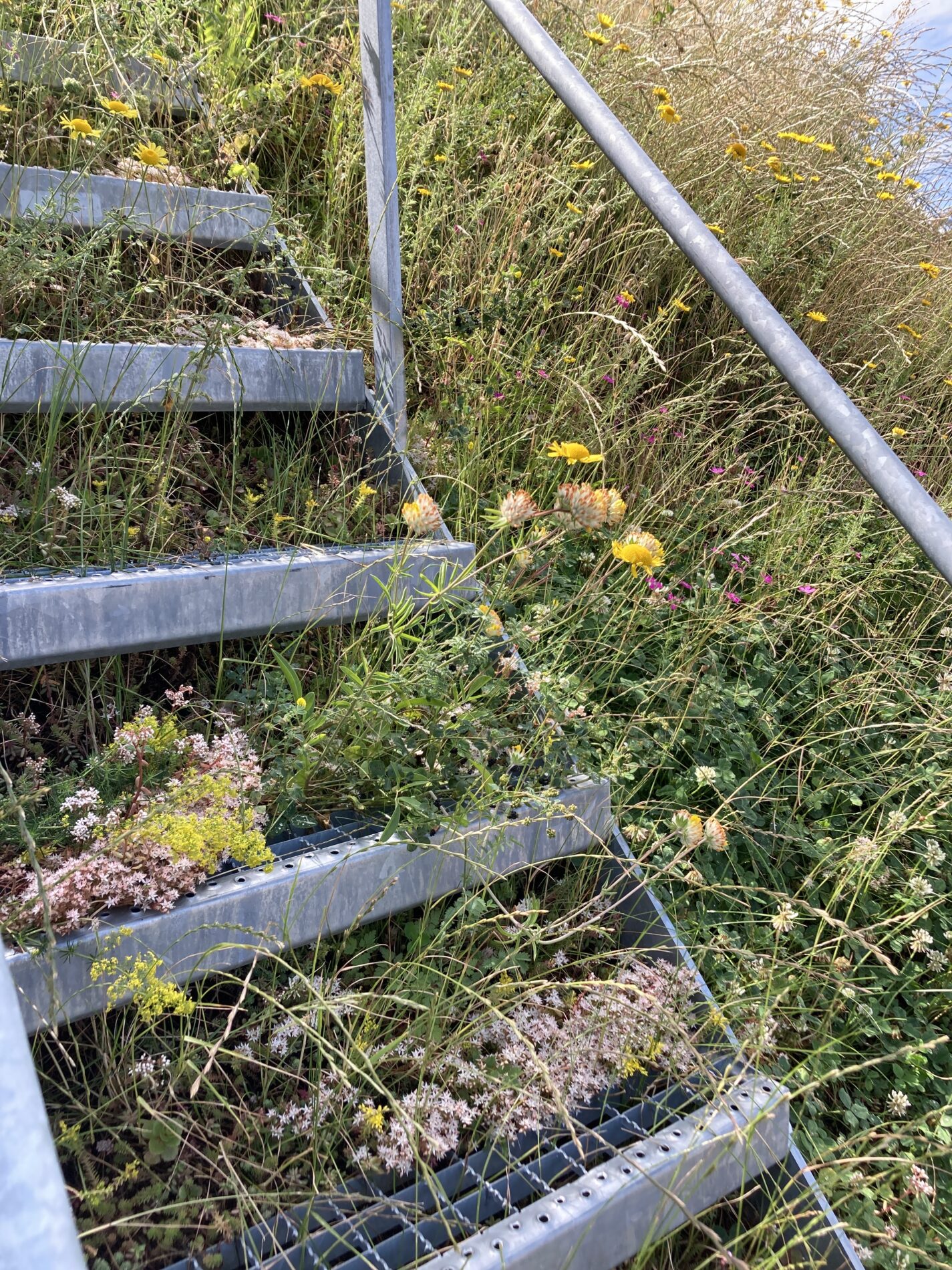 gründach innenstadt dachgschoss baukult architekten